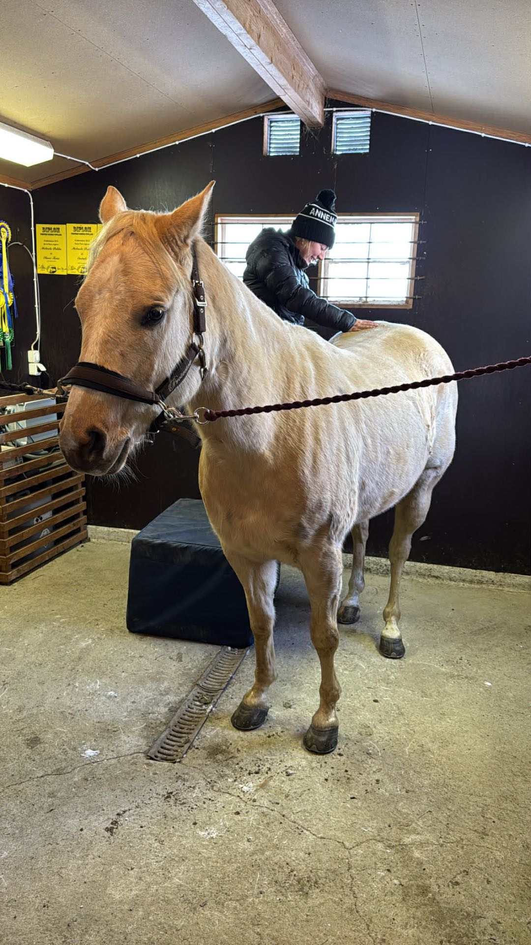 Equiterapeut behandling 
