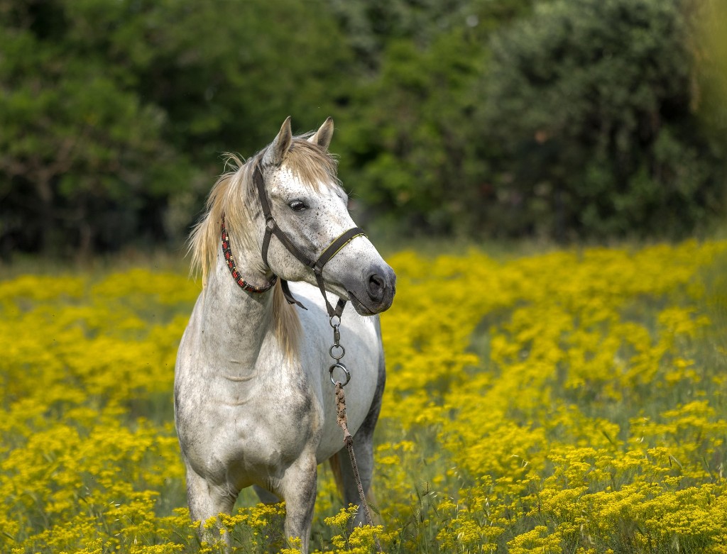 Vit häst står i blommande sommaräng